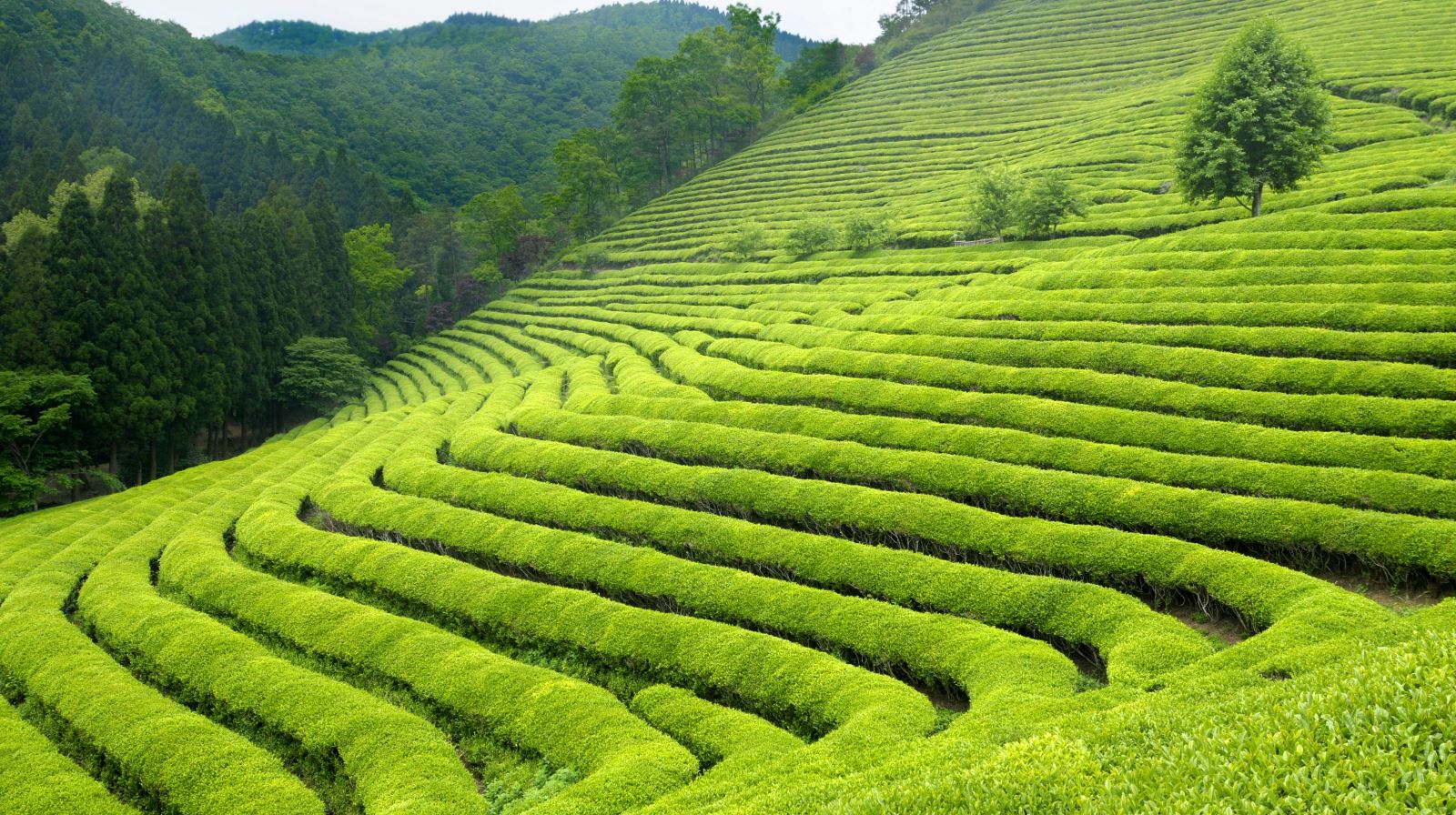 Lĩnh vực xử lý chất thải